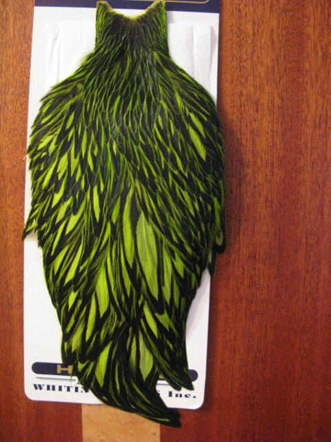 American hen cape blw / fl green chart  Whiting 